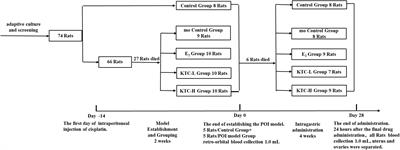 The effect of Kuntai capsule on ovarian function in cisplatin-induced premature ovarian insufficiency rats